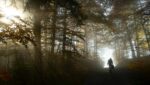 a person riding a bike on a trail in the woods